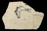 Cretaceous Fossil Fish (Gaudryella) - Lebanon #162827-1